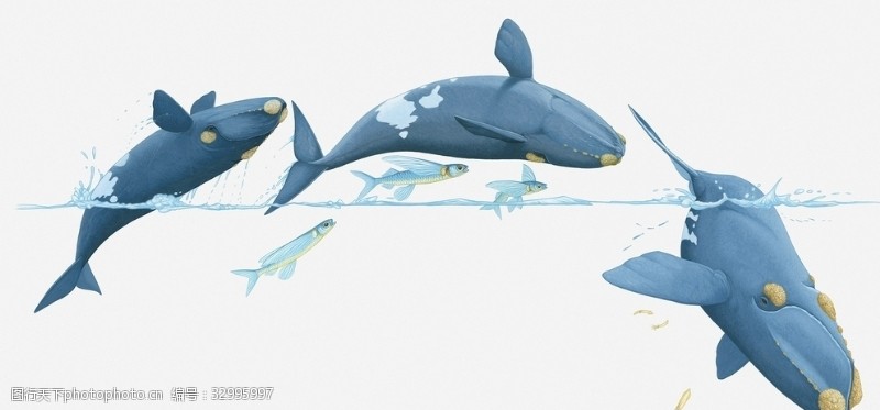 鳊鱼鲸鱼