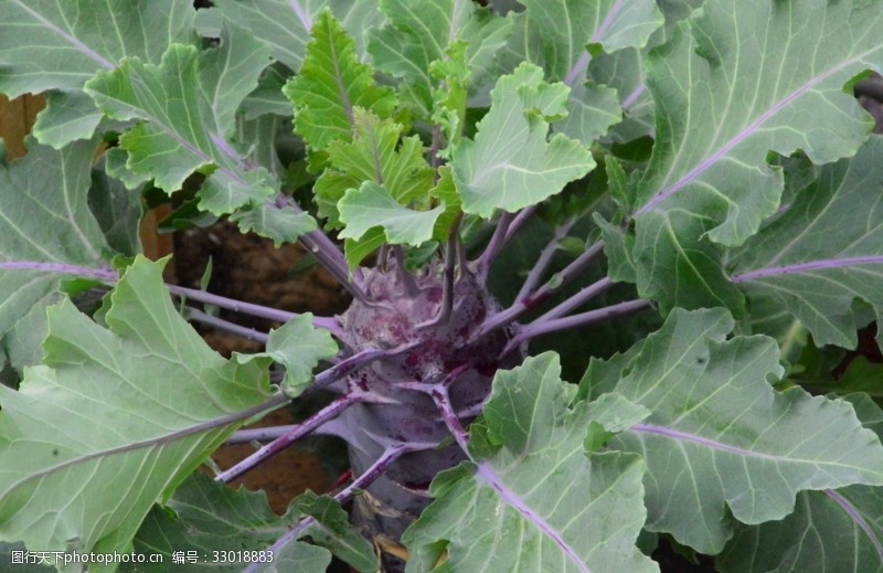 球花甘蓝图片免费下载 球花甘蓝素材 球花甘蓝模板 图行天下素材网