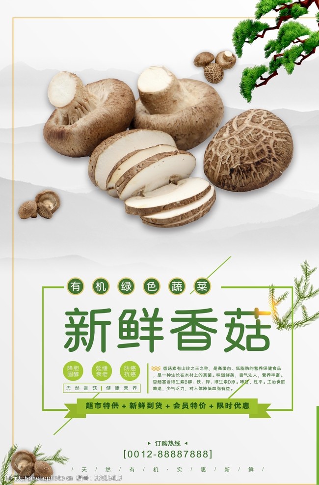 香菇特产新鲜香菇