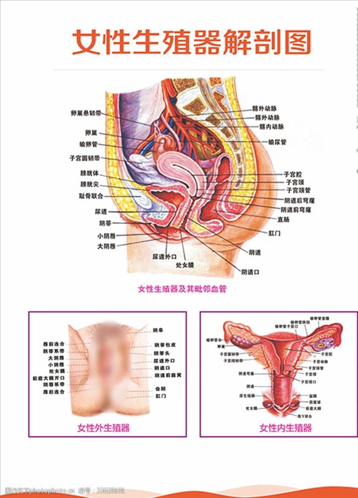 女性生殖器图片免费下载女性生殖器素材女性生殖器模板 图行天下素材网 0264