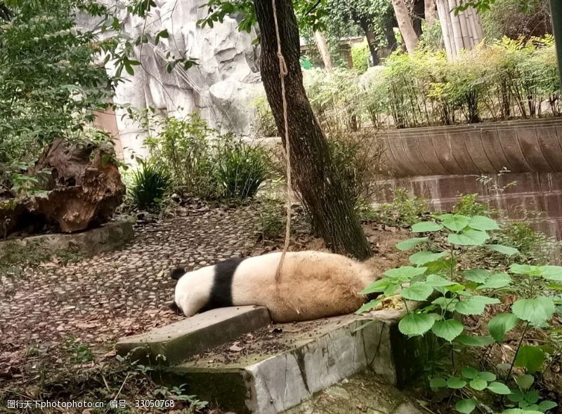 大熊猫基地不想理你的大熊猫