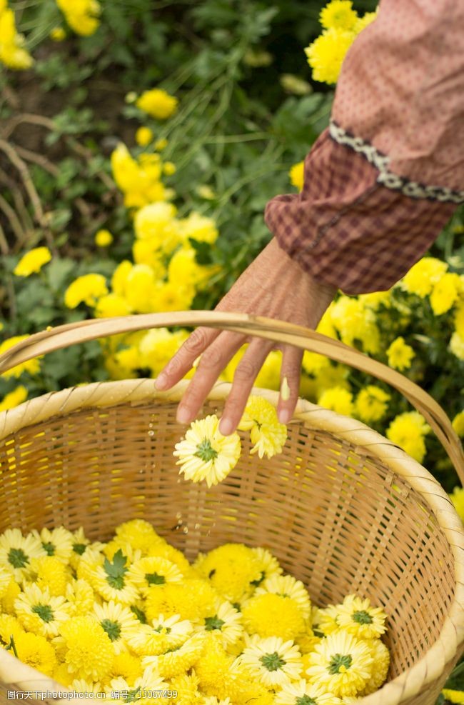 摘茶菊花