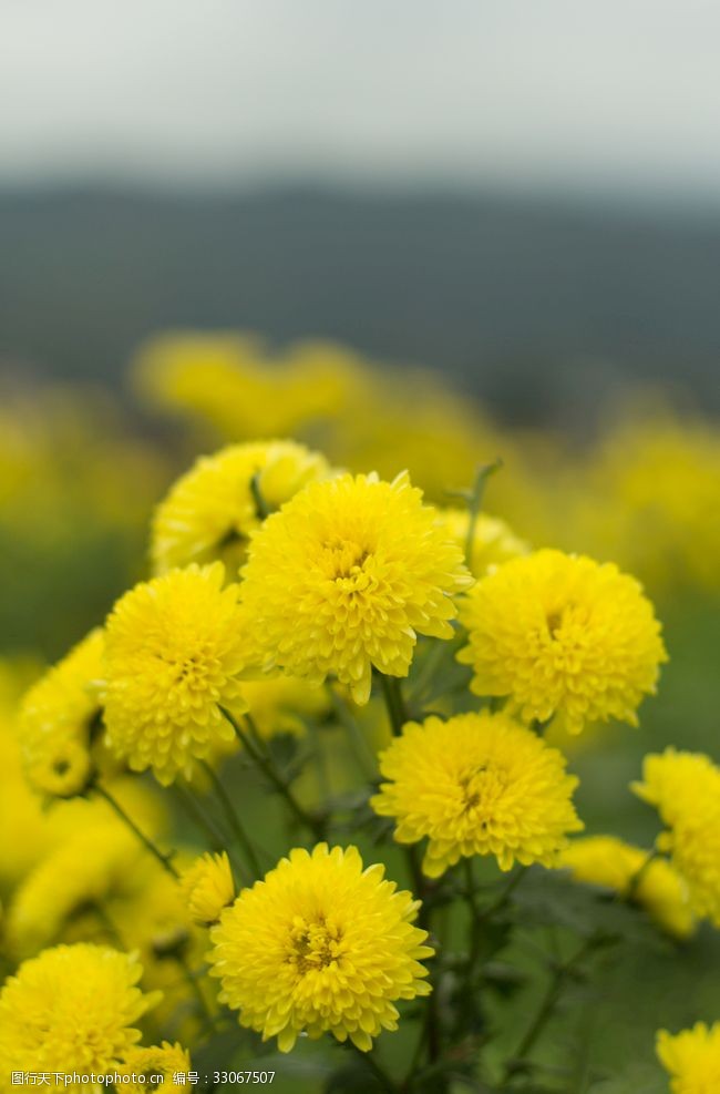 摘茶菊花