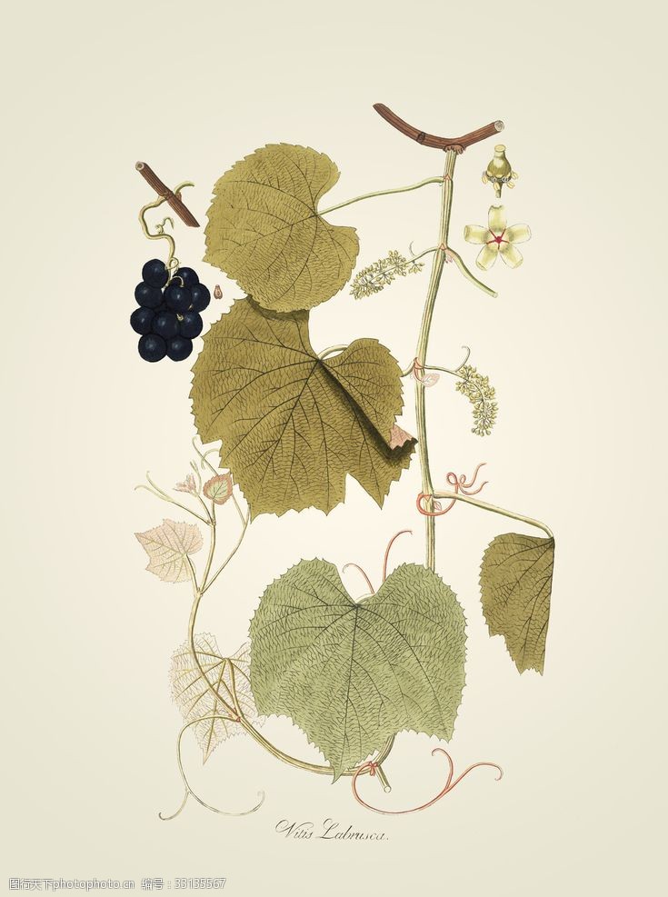 彩墨葡萄古植物葡萄装饰画