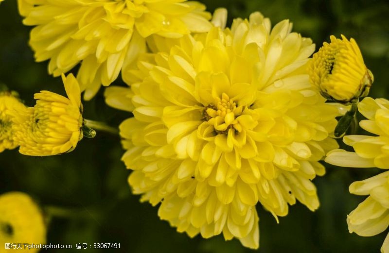 摘茶菊花