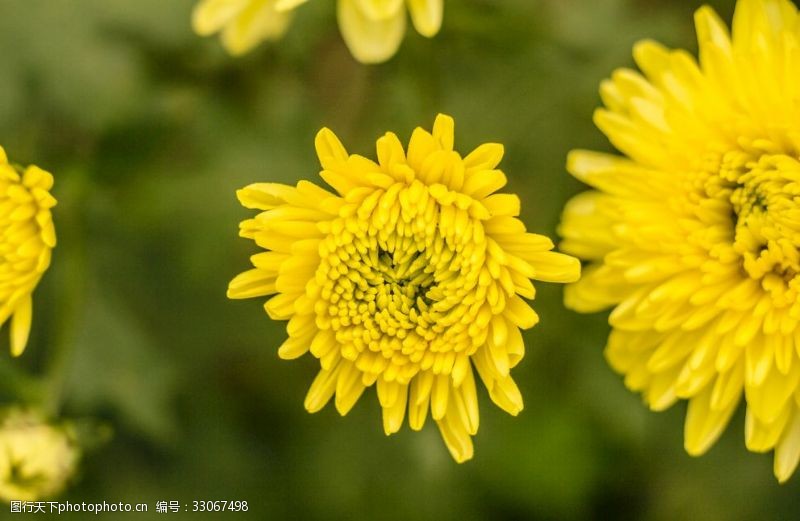 摘茶菊花