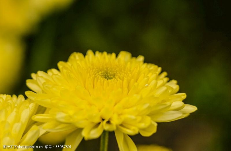 摘茶菊花