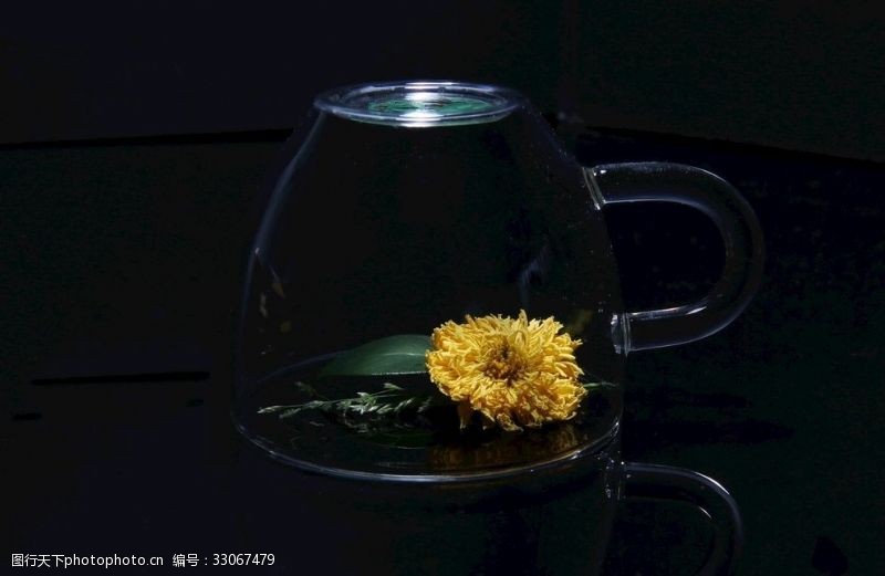 摘茶菊花茶