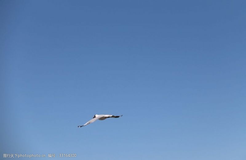 海鸥海鸟展翅飞翔飞翔的鸟