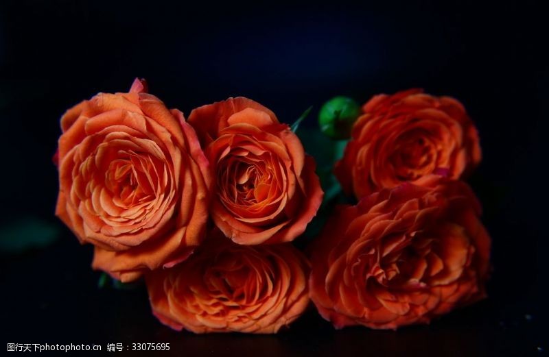 橘红色玫瑰花橘红色多头玫瑰