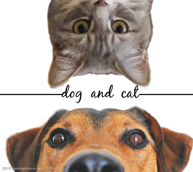 宠物猫猫与狗