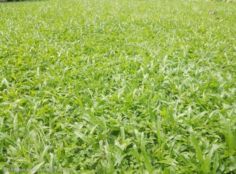 小青草草坪