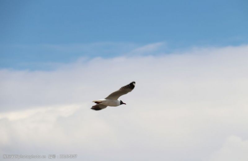 海鸥海鸟展翅飞翔飞翔的鸟