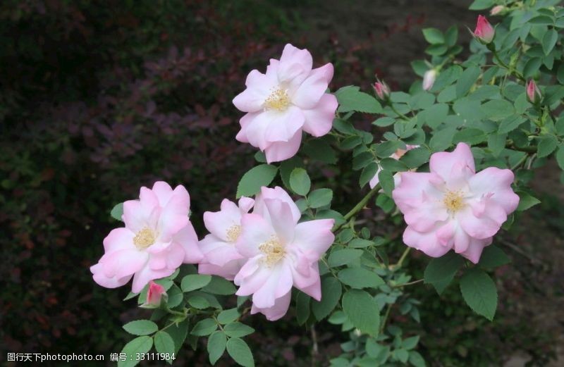 蔷薇科花卉月季花