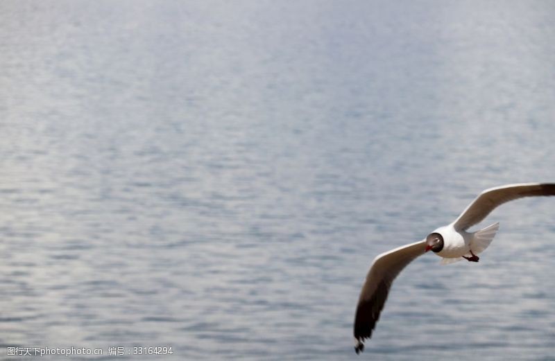 海鸥海鸟展翅飞翔飞翔的海鸥
