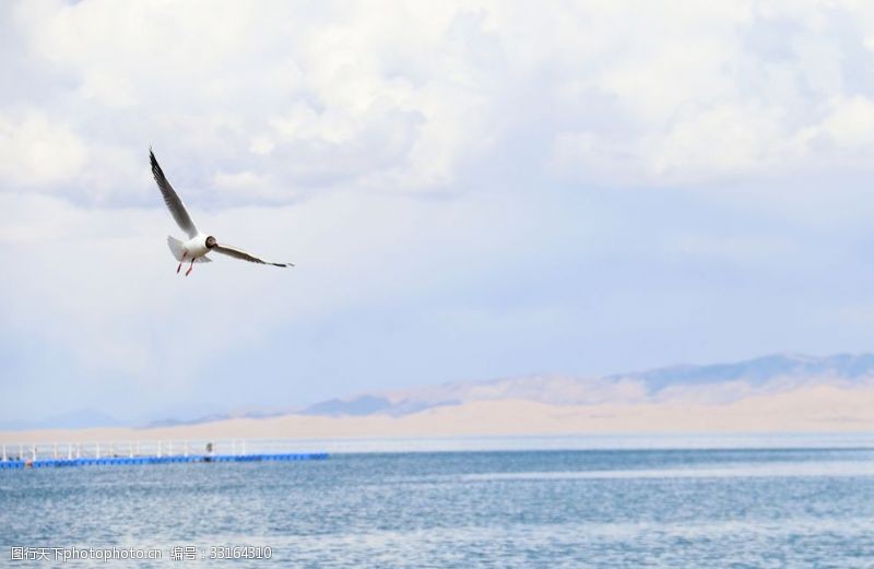 海鸥海鸟展翅飞翔飞翔的海鸥