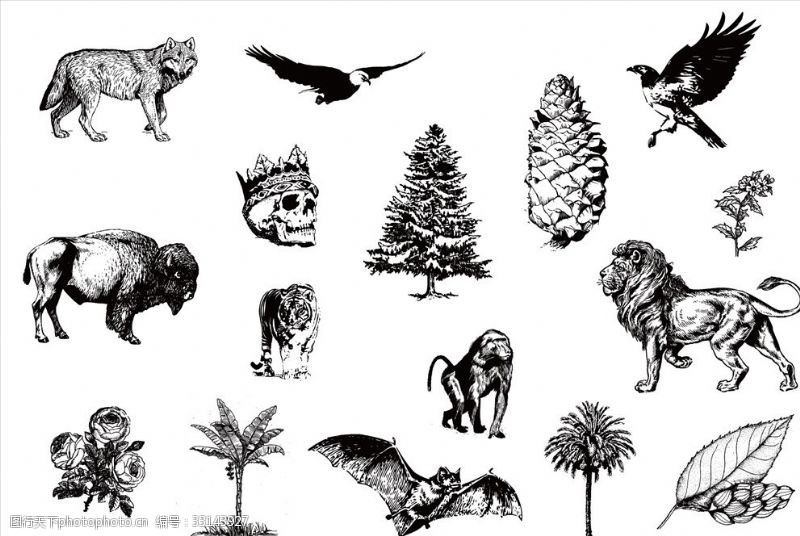 牡丹王黑白矢量野生动物素描图案