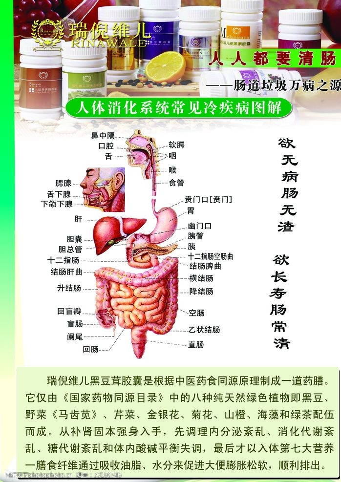 人体器官图消化系统图