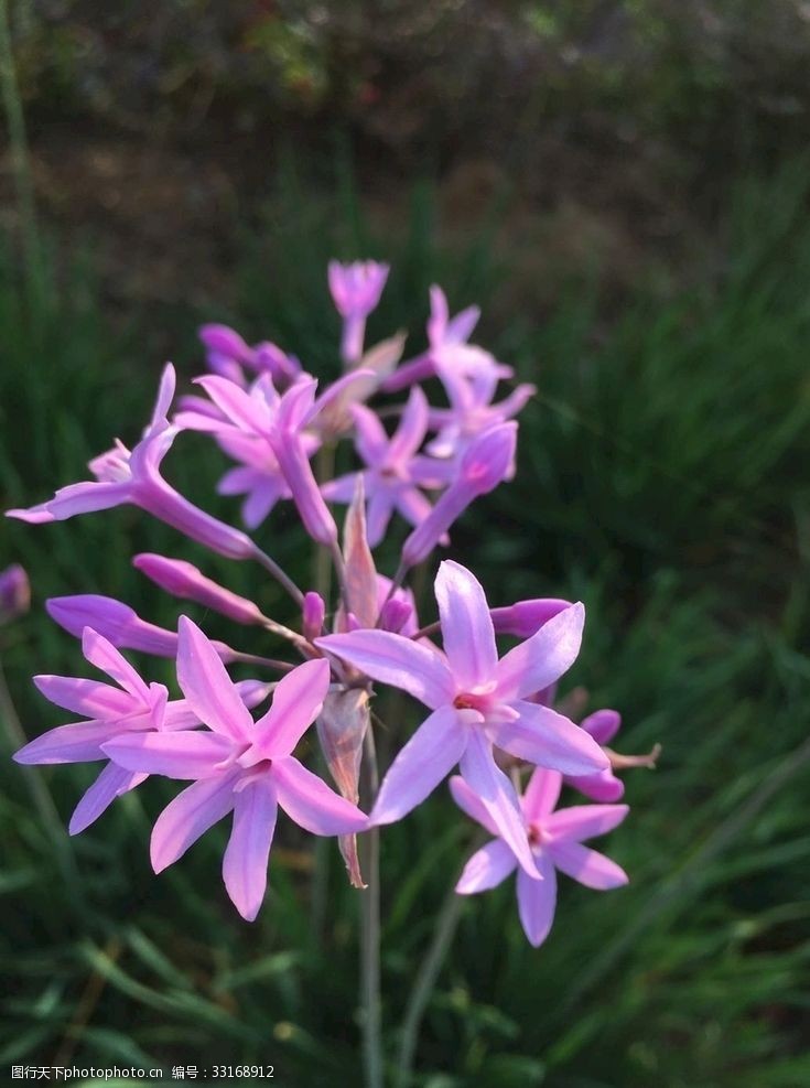 野生百合花紫娇花