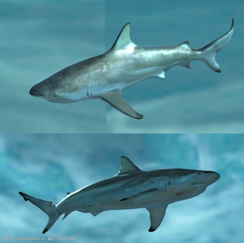 3d模型下载鲨鱼3D模型