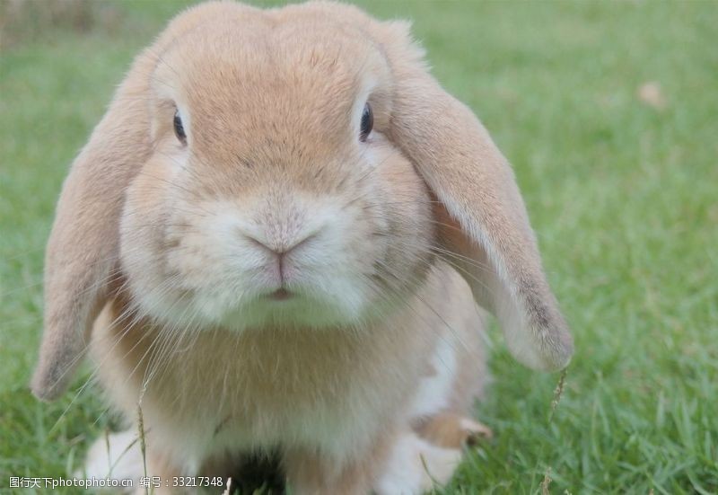 长耳兔图片免费下载 长耳兔素材 长耳兔模板 图行天下素材网