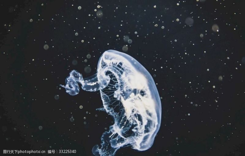 蓝色海底的水母海底水母