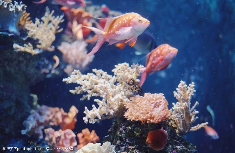 海洋背景两条带珊瑚礁的红色小鱼