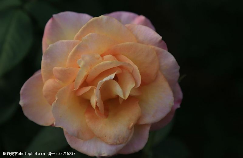 粉玫瑰月季花