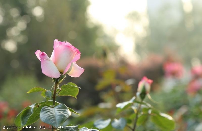粉玫瑰月季花