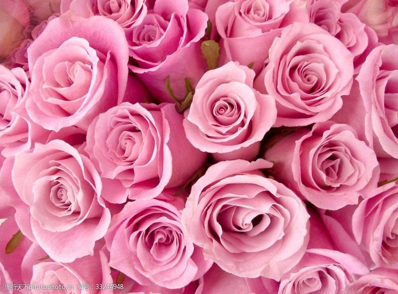 粉玫瑰浪漫玫瑰花