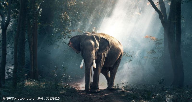 雅戈尔树林中的大象