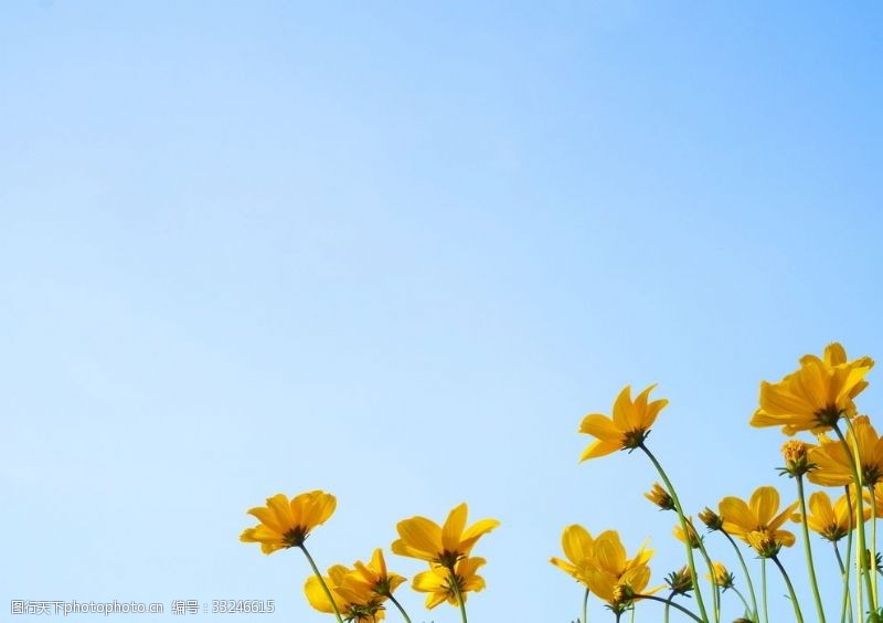 春天的故事天空背景野花摄影