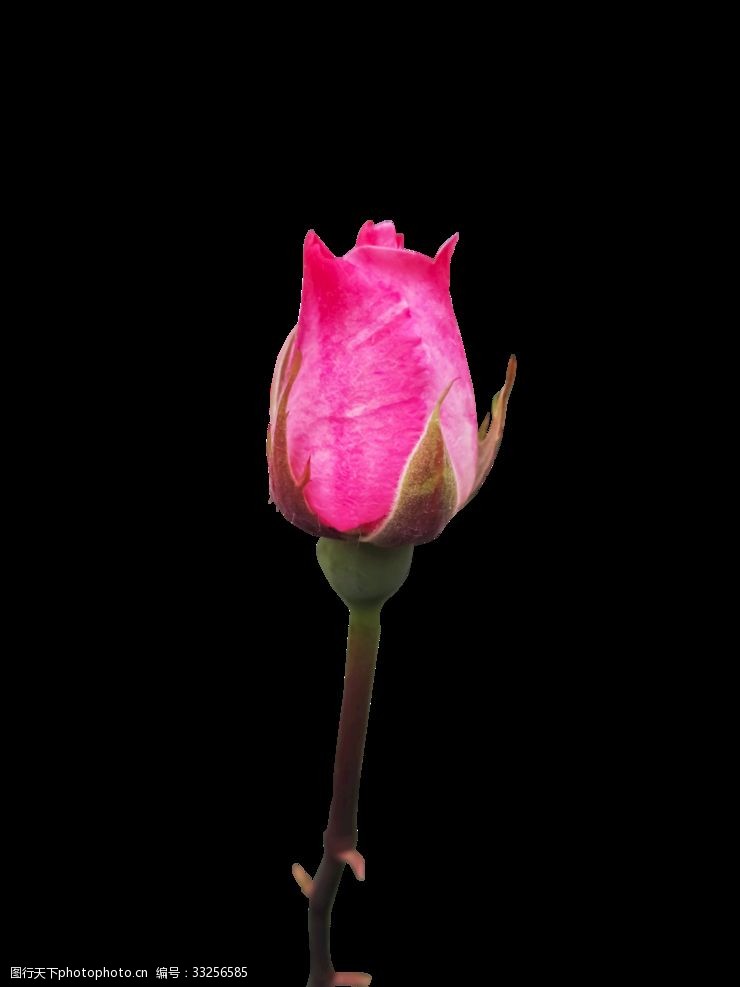 粉玫瑰含苞待放的月季透明图层