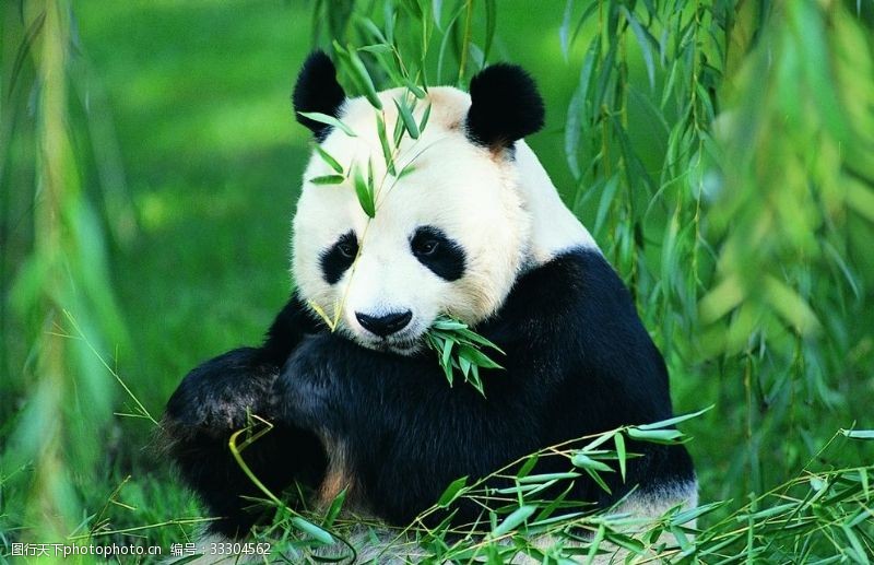 熊猫野生动物动物户外