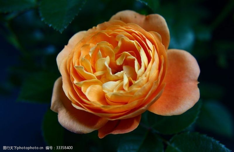 橘红色玫瑰花