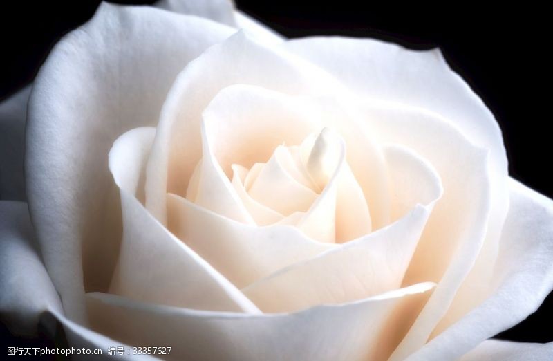 多肉植物图片白色玫瑰