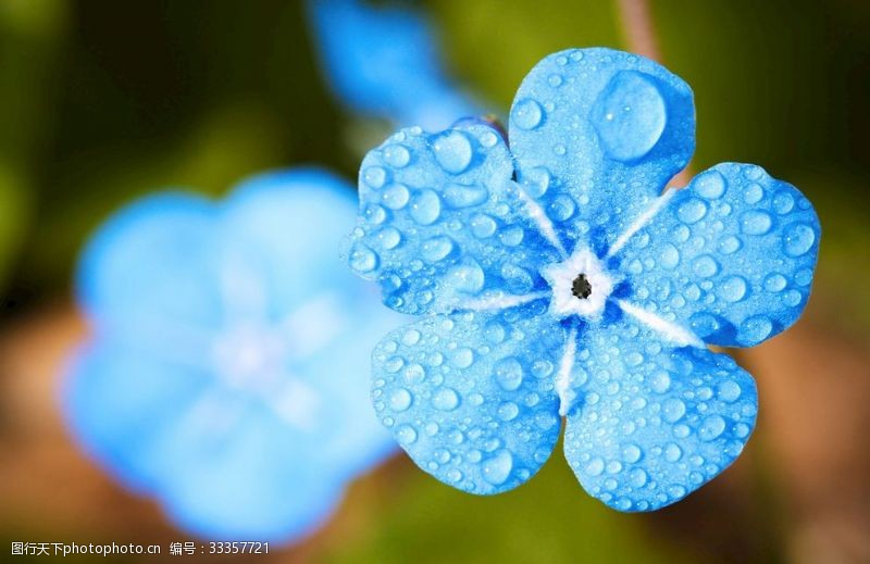 多彩菊花蓝色花