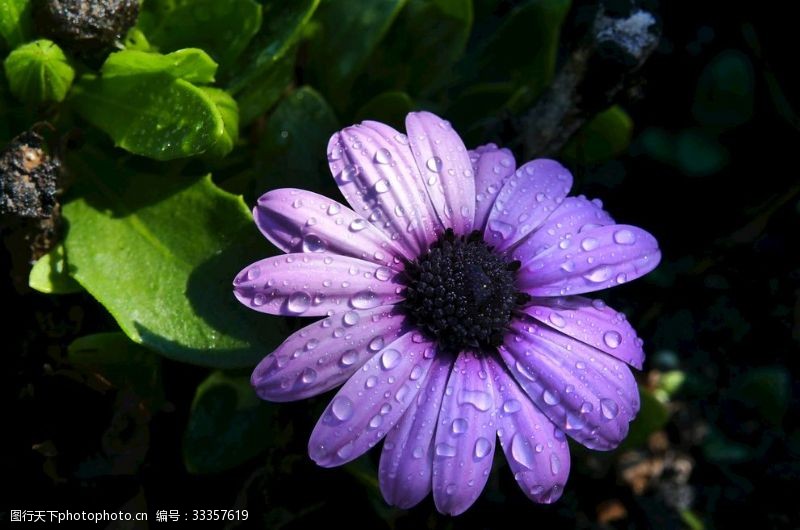 多肉植物图片紫色花