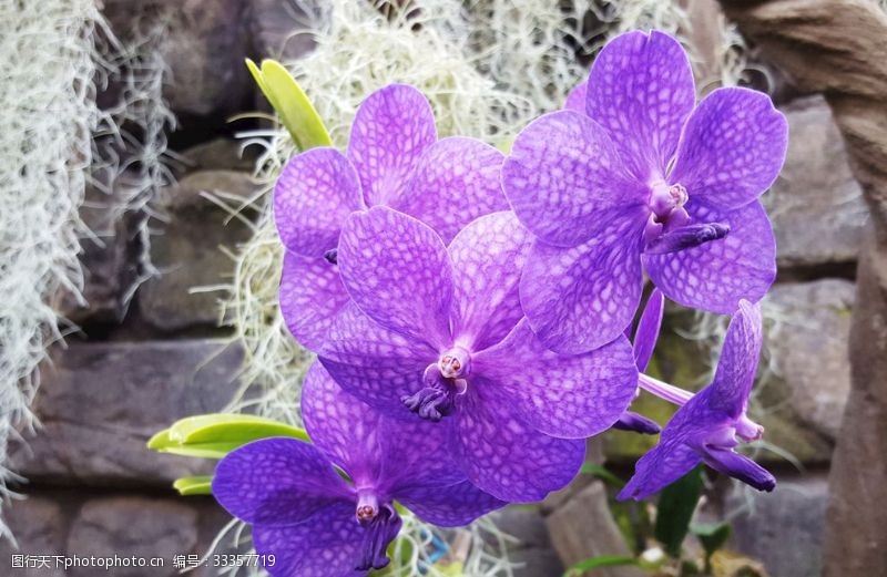 多彩菊花紫色花