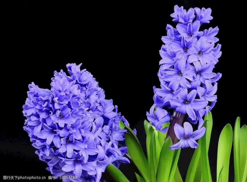 多彩菊花紫色花