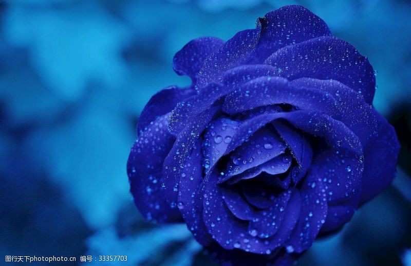 橙色花朵蓝色玫瑰