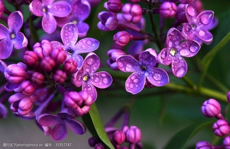 衣香丽影紫色花