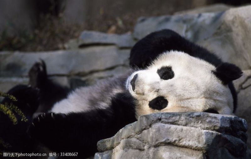 稀有动物熊猫