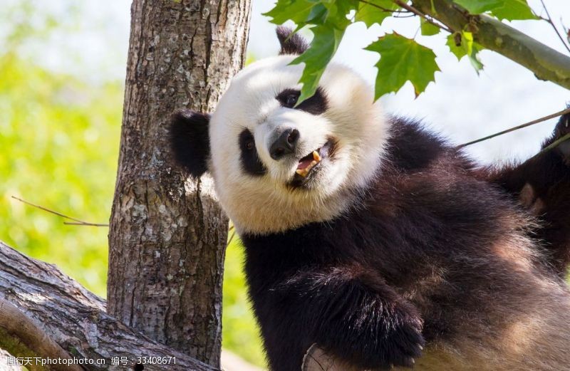 稀有动物熊猫