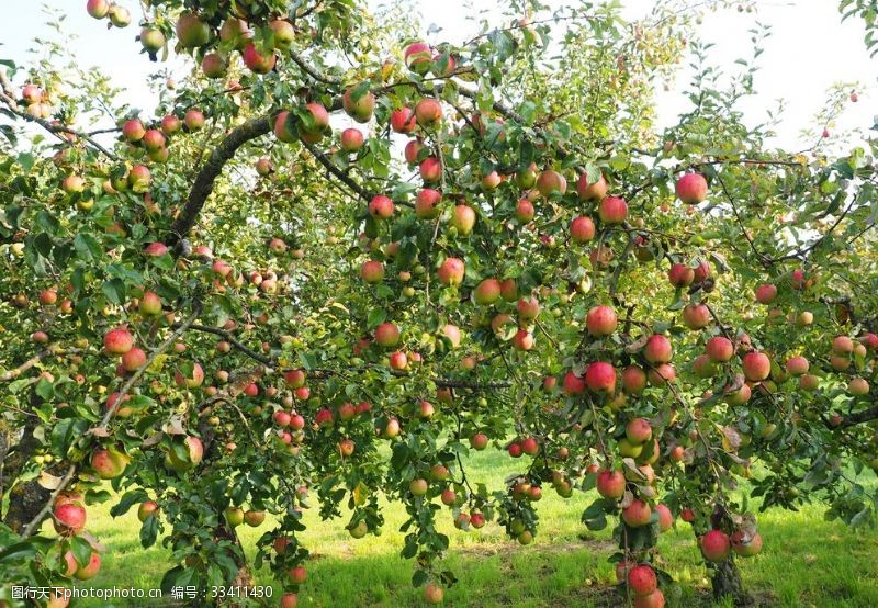 水果壁纸苹果树