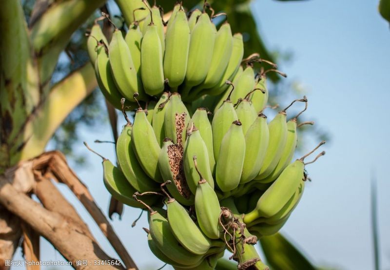 新鲜水果素材香蕉树