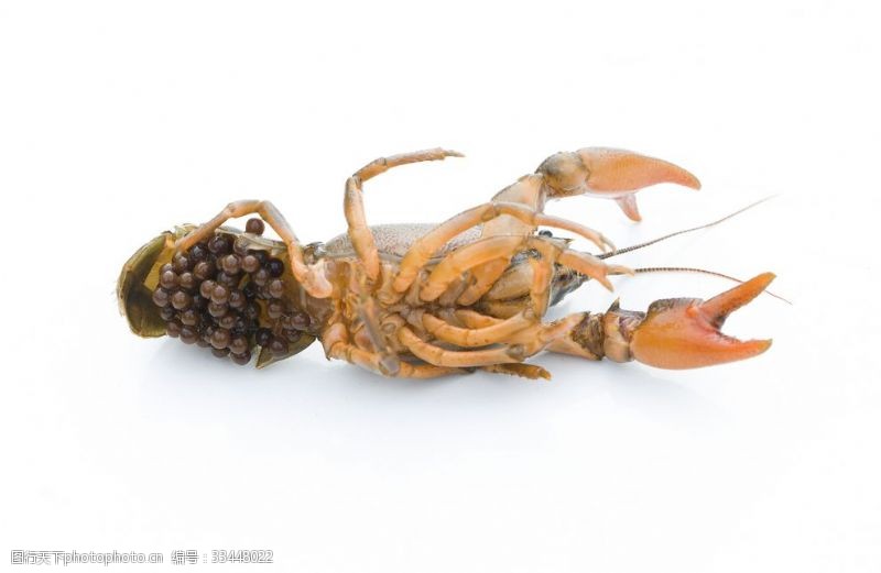 怀孕的小龙虾小龙虾繁殖