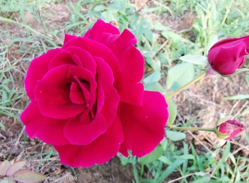 女性花图片免费下载 女性花素材 女性花模板 图行天下素材网