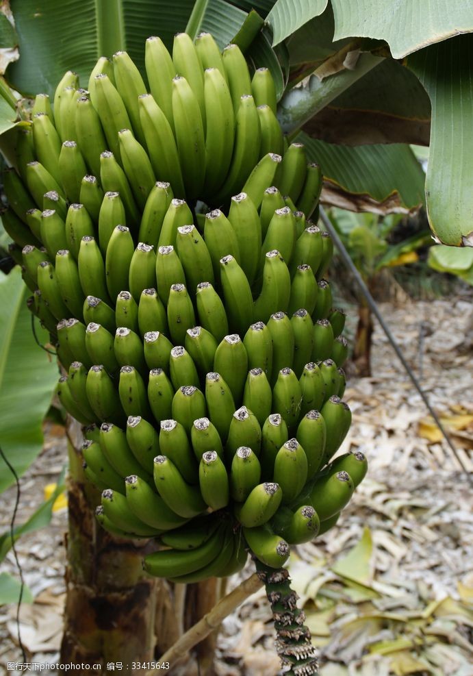 新鲜水果素材香蕉树