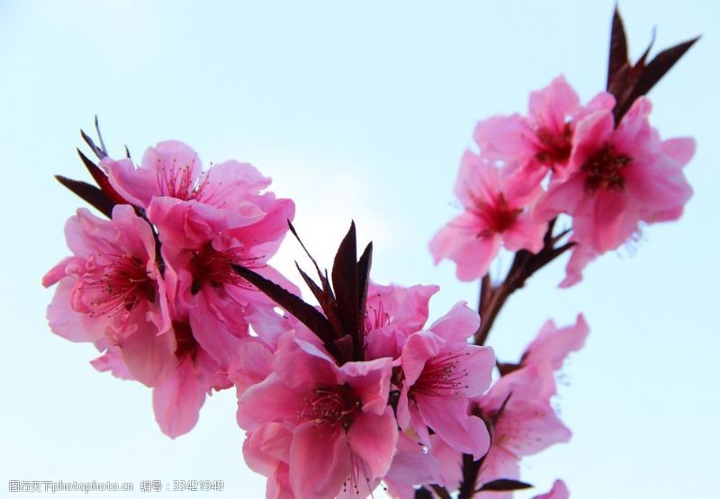 绯红桃花